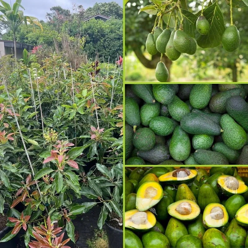 Dwarf Avocado Tree Live Plant – 3 Ft Tall, Fruit-Bearing, 3 Gallon Pot - Image 4