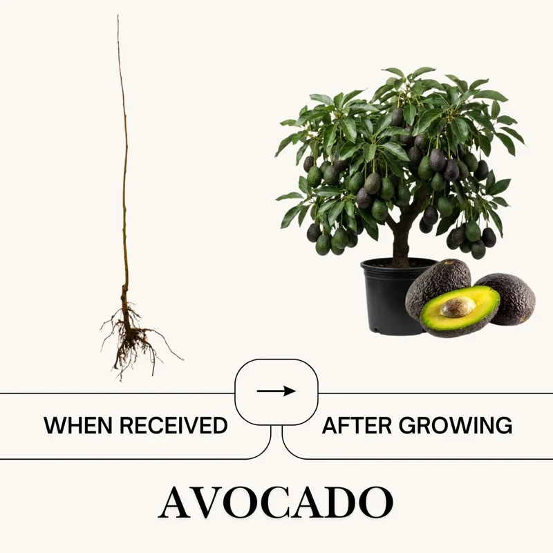 Dwarf Avocado Tree Live Plant – 3 Ft Tall, Fruit-Bearing, 3 Gallon Pot - Image 5
