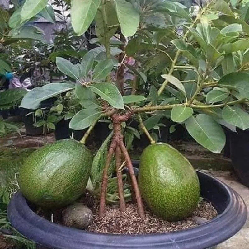 Dwarf Avocado Tree Live Plant – 3 Ft Tall, Fruit-Bearing, 3 Gallon Pot - Image 6