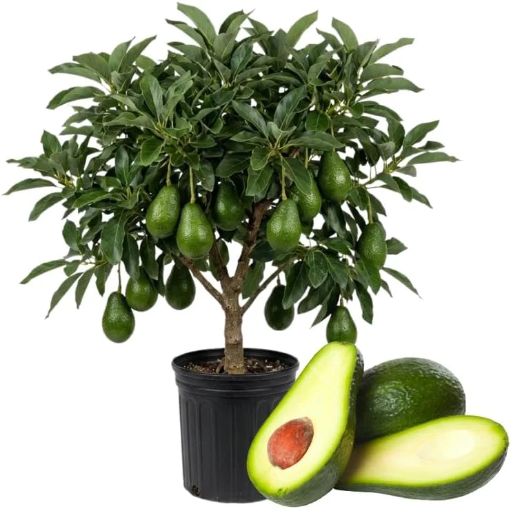 Dwarf Avocado Tree Live Plant – 3 Ft Tall, Fruit-Bearing, 3 Gallon Pot - Image 1