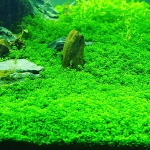 Dwarf Baby Tears Live Aquarium Plant – Hemianthus Callitrichoides – 1 Portion for Freshwater Aquariums - Image 2