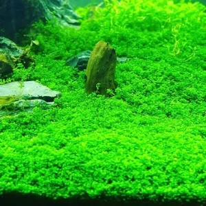 Dwarf Baby Tears Live Aquarium Plant – Hemianthus Callitrichoides – 1 Portion for Freshwater Aquariums - Image 7