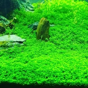 Dwarf Baby Tears Live Aquarium Plant – Hemianthus Callitrichoides – 1 Portion for Freshwater Aquariums - Image 1