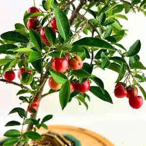 Dwarf Barbados Cherry Live Plant, Acerola Red Cherry Tree, 5-9” Tall Seedling, Fruit Tree - Image 6