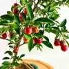 Dwarf Barbados Cherry Live Plant, Acerola Red Cherry Tree, 5-9” Tall Seedling, Fruit Tree - Image 1