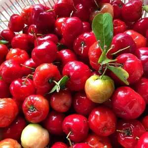 Dwarf Barbados Cherry Tree Live Plant – Sweet Fruit Bearing – Fast-Growing – 4-8