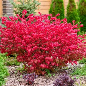 Dwarf Burning Bush Bare Root Plants - 5-Pack, 4-9