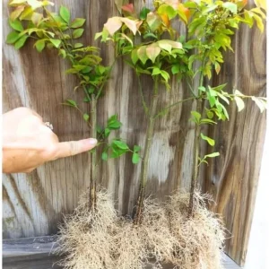 Dwarf Burning Bush Bare Root Plants - 5-Pack, 4-9