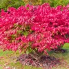 Dwarf Burning Bush Bare Root Plants - 5-Pack, 4-9" Tall, Cold Hardy Shrub - Image 1