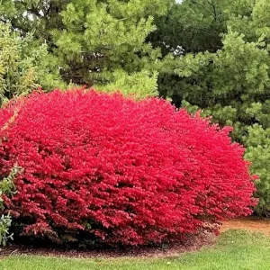 Dwarf Burning Bush Live Plant – 12-18