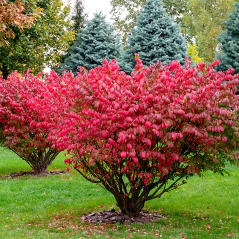 Dwarf Burning Bush Live Plant – 12-18" Tall – 1 Gallon Pot – Outdoor Shrub - Image 4