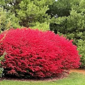 Dwarf Burning Bush Live Plant – 12-18