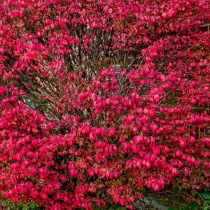 Dwarf Burning Bush Live Plant – 12-18