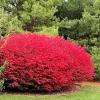 Dwarf Burning Bush Live Plant – 12-18" Tall – 1 Gallon Pot – Outdoor Shrub - Image 1