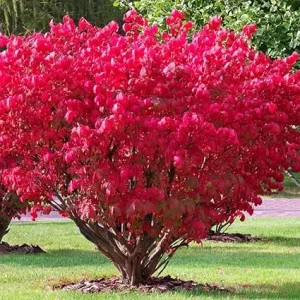 Dwarf Burning Bush Live Plant - 4 Inch Pot - Vibrant Red Shrub, Outdoor - Image 2