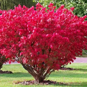 Dwarf Burning Bush Live Plant - 4 Inch Pot - Vibrant Red Shrub, Outdoor - Image 6