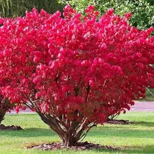 Dwarf Burning Bush Live Plant - 4 Inch Pot - Vibrant Red Shrub, Outdoor - Image 7