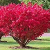 Dwarf Burning Bush Live Plant - 4 Inch Pot - Vibrant Red Shrub, Outdoor - Image 1