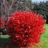Dwarf Burning Bush Live Plants - 10 Bare Roots, 4-10 Inches Tall, Full Sun Shrub - Image 1