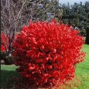 Dwarf Burning Bush Live Plants - 10 Bare Roots, 4-10 Inches Tall, Full Sun Shrub - Image 1