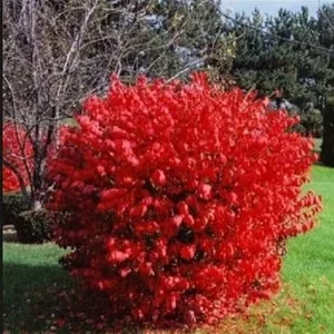 Dwarf Burning Bush Live Plants - 10 Bare Roots, 4-10 Inches Tall, Full Sun Shrub - Image 7