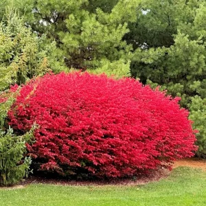 Dwarf Burning Bush Rooted Cuttings – 2-Pack, 8-12