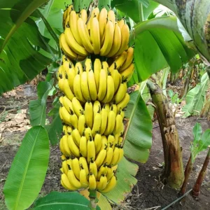 Dwarf Cavendish Banana Plant Live - Musa Tree for Indoor/Outdoor, Cold Hardy, 4-7