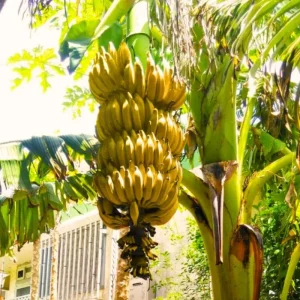 Dwarf Cavendish Banana Plant Live - Musa Tree for Indoor/Outdoor, Cold Hardy, 4-7