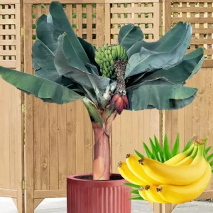 Dwarf Cavendish Banana Plant Live - Musa Tree for Indoor/Outdoor, Cold Hardy, 4-7