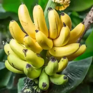 Dwarf Cavendish Banana Tree Live Plant - 4-8