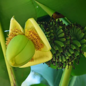 Dwarf Cavendish Banana Tree Live Plant - 4-8