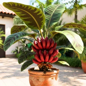 Dwarf Cavendish Banana Tree Live Plant - 4-8