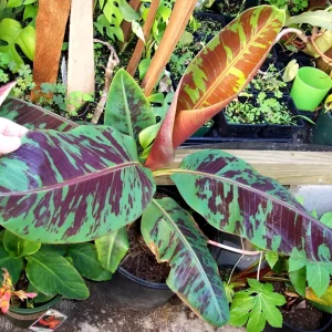 Dwarf Cavendish Banana Tree Live Plant - 4-8