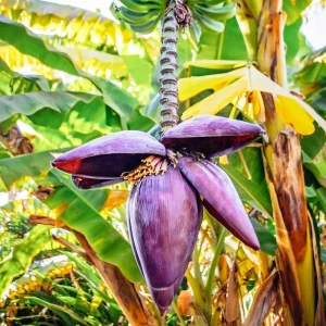 Dwarf Cavendish Banana Tree Live Plant - 4-8