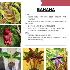 Dwarf Cavendish Banana Tree Live Plant - 4-8