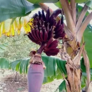 Dwarf Cavendish Banana Tree Live Plant - 4-8