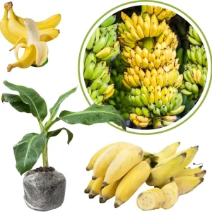 Dwarf Cavendish Banana Tree Live Plant - 4-8