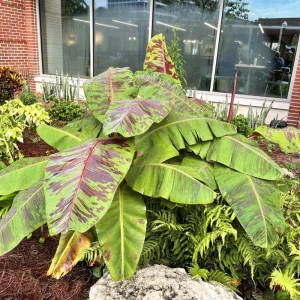 Dwarf Cavendish Banana Tree Live Plant - 4-8