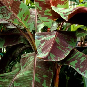 Dwarf Cavendish Banana Tree Live Plant - 4-8