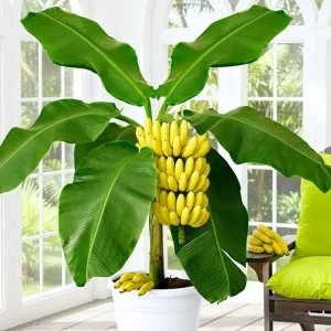 Dwarf Cavendish Banana Tree Live Plant - 4-8
