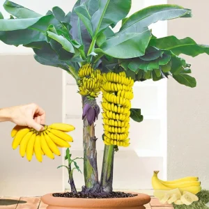 Dwarf Cavendish Banana Tree Live Plant - 4-8