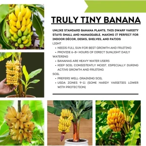 Dwarf Cavendish Banana Tree Live Plant - 4-8