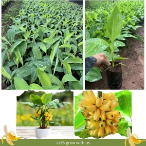 Dwarf Cavendish Banana Tree Live Plant - 4-8