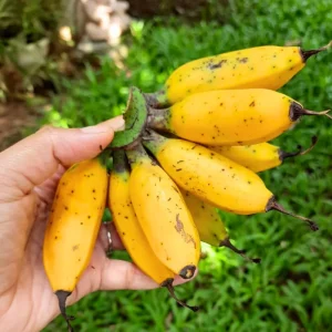 Dwarf Cavendish Banana Tree Live Plant - 4-8