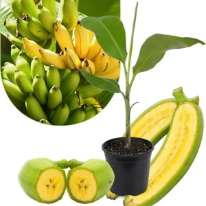 Dwarf Cavendish Banana Tree Live Plant – 5-7 Inch Tall High Yield Tropical Fruit - Image 2