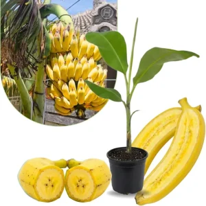 Dwarf Cavendish Banana Tree Live Plant – 5-7 Inch Tall High Yield Tropical Fruit - Image 3