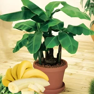 Dwarf Cavendish Banana Tree Live Plant – 5-7 Inch Tall High Yield Tropical Fruit - Image 4