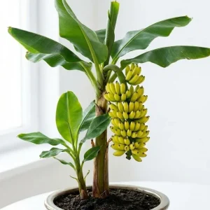 Dwarf Cavendish Banana Tree Live Plant – 5-7 Inch Tall High Yield Tropical Fruit - Image 5