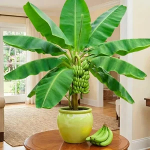 Dwarf Cavendish Banana Tree Live Plant – 5-7 Inch Tall High Yield Tropical Fruit - Image 1