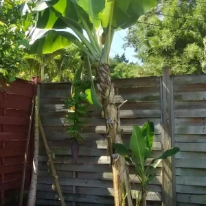 Dwarf Cavendish Banana Tree Live Plant - Musa acuminata - 2 Ft Tall, 1 Gallon Pot - Outdoor - Image 2